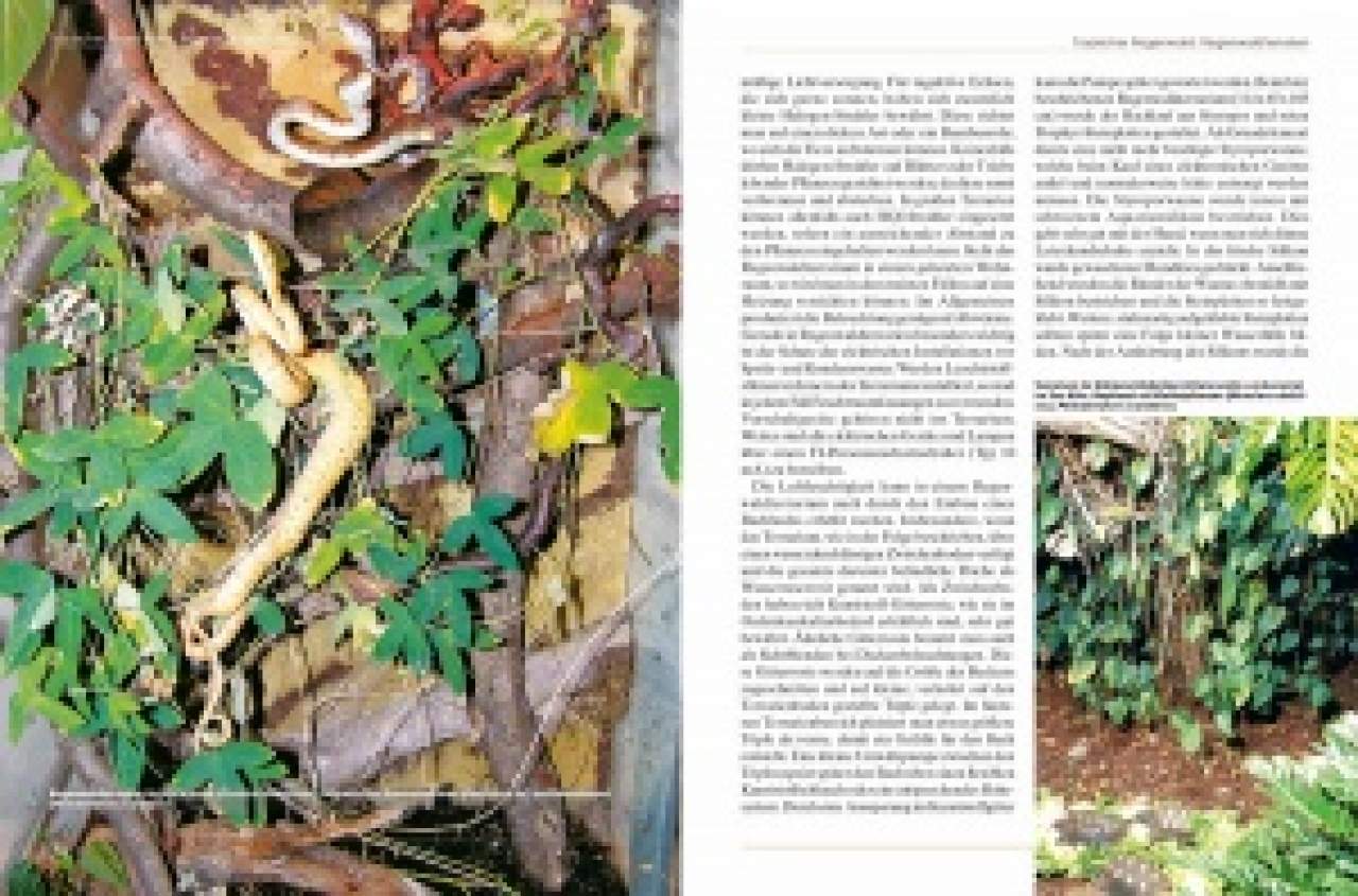 Pflanzen im Terrarium